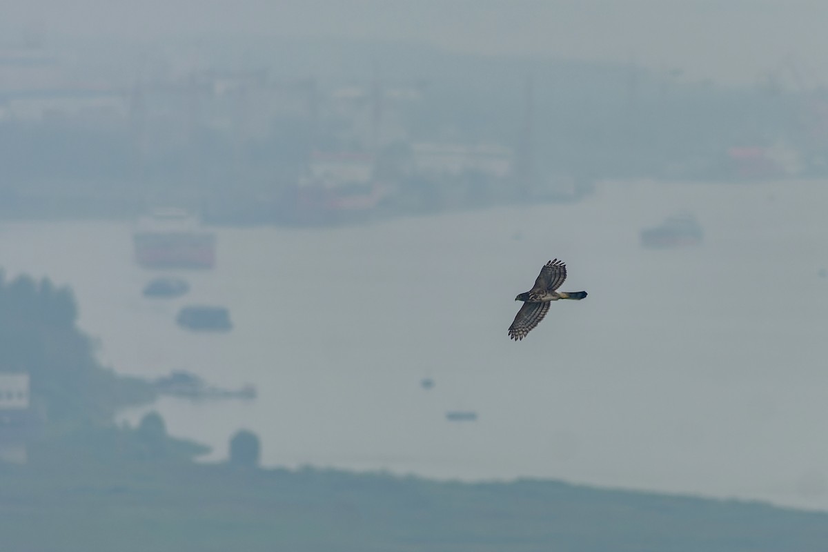 Crested Goshawk - ML645827037