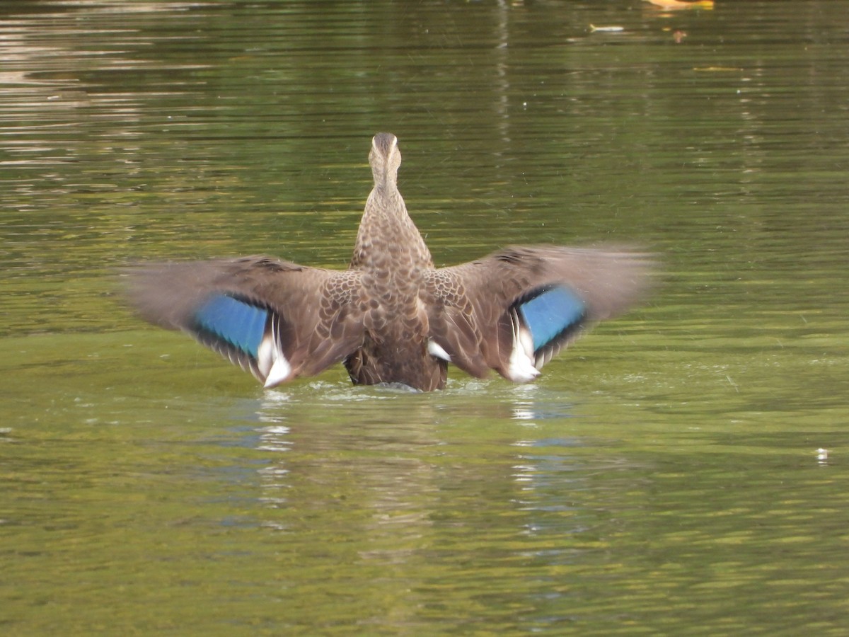 Крижень китайський - ML645827038