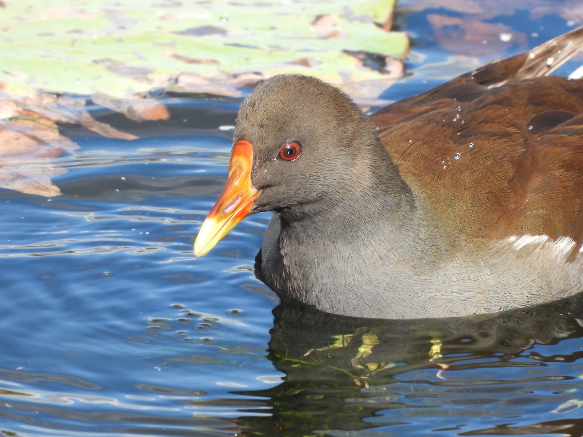 Курочка водяна - ML645827043