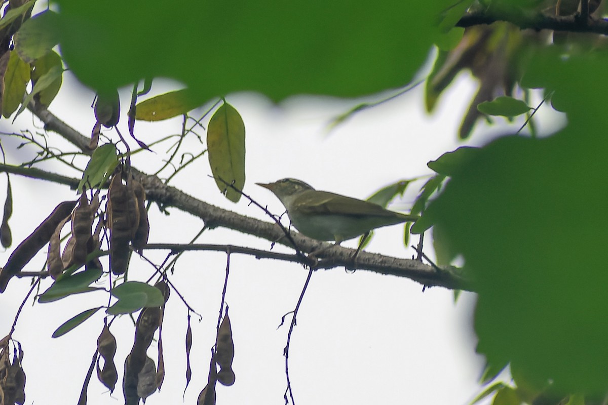 Eastern Crowned Warbler - ML645827053