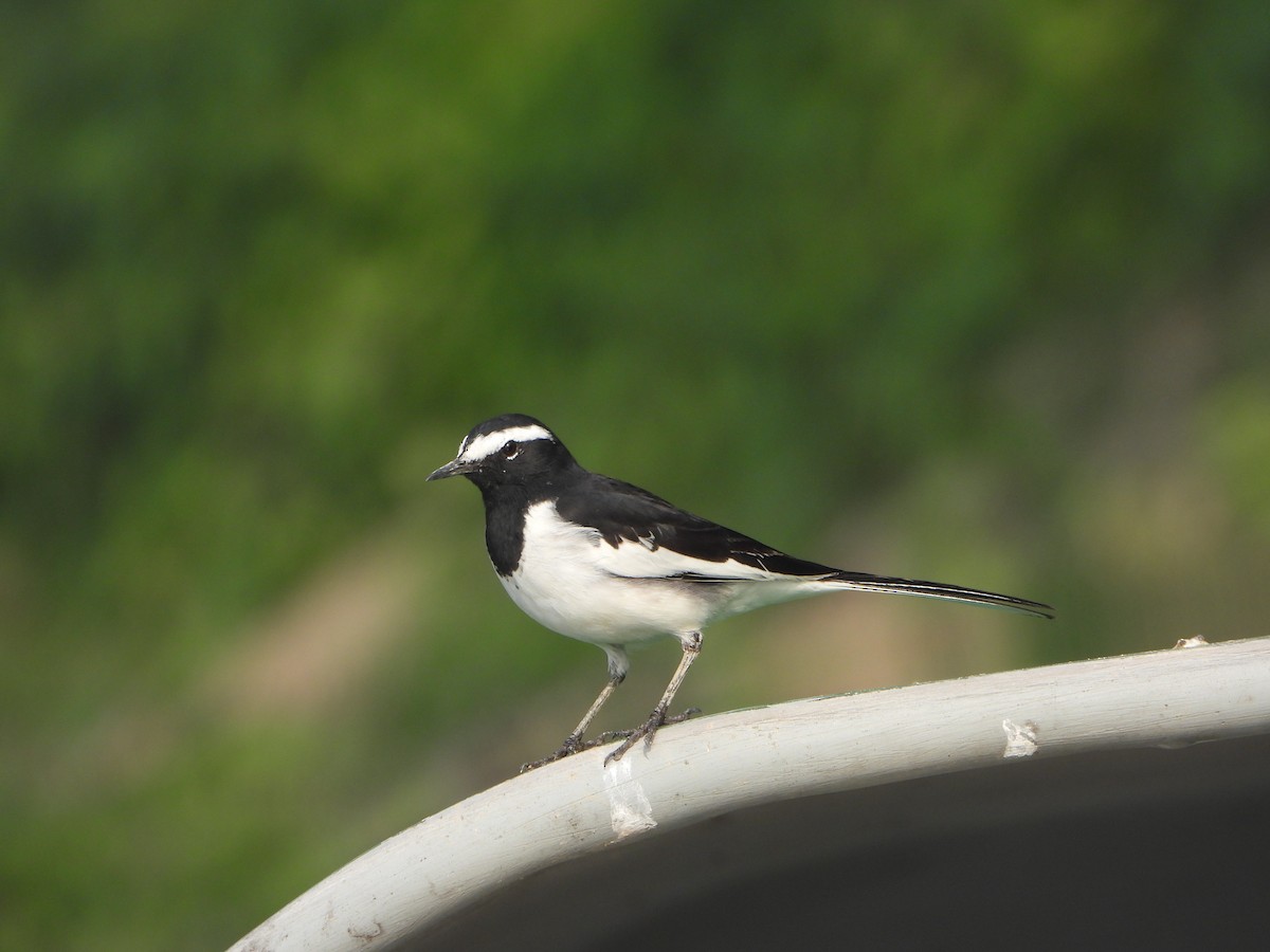 Bergeronnette indienne - ML645827054