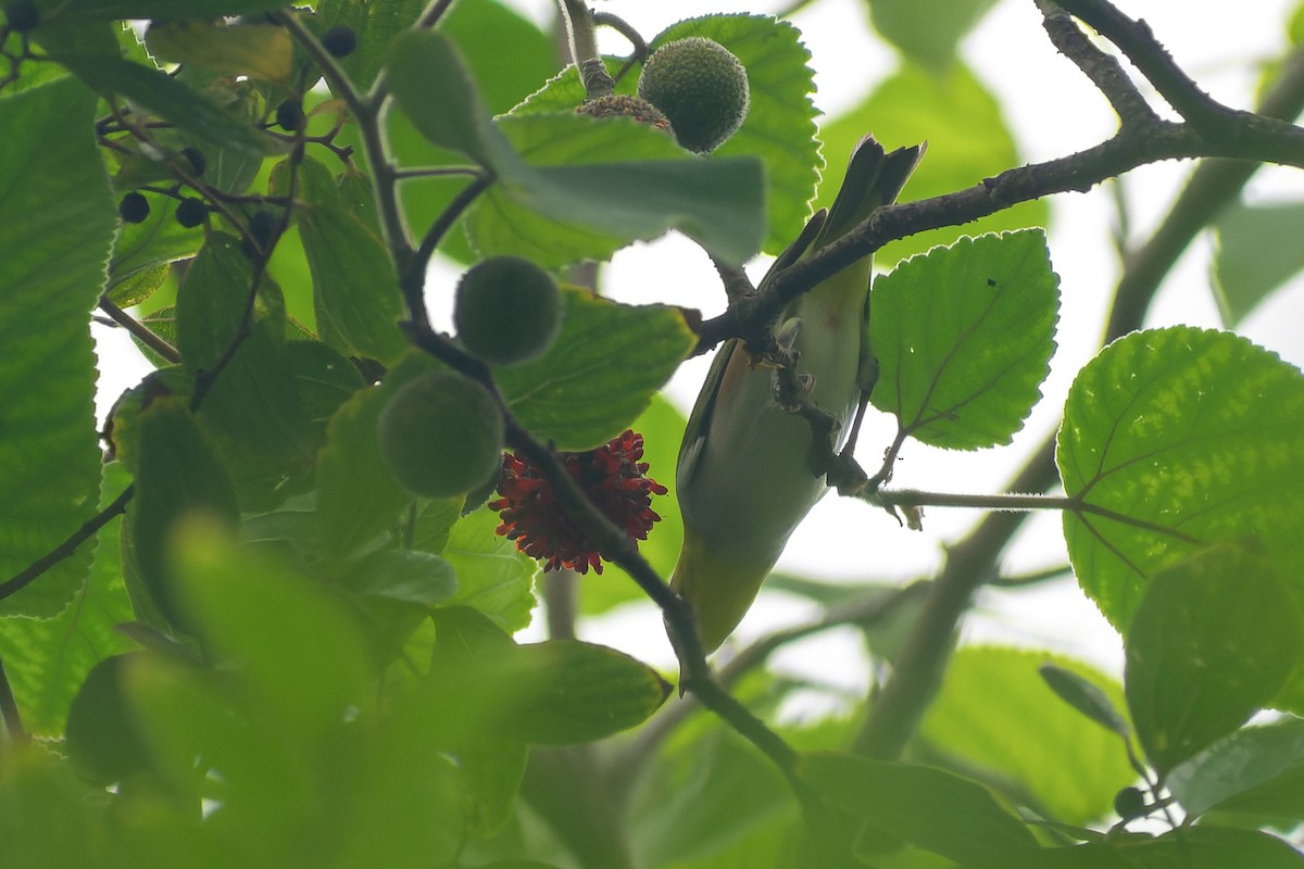 Chestnut-flanked White-eye - ML645827059