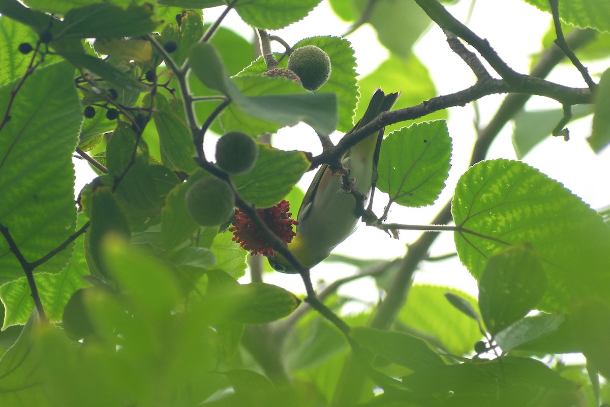 Chestnut-flanked White-eye - ML645827060