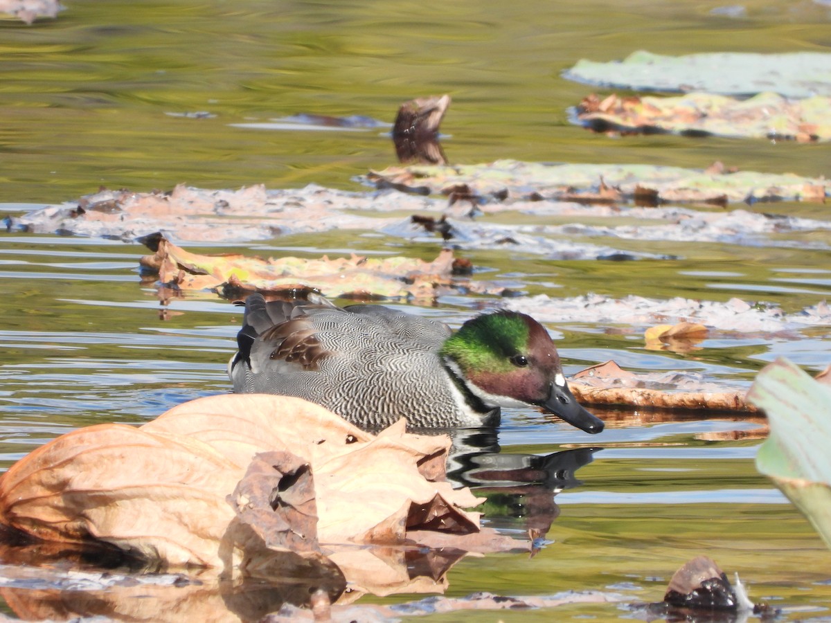 Качка далекосхідна - ML645827068