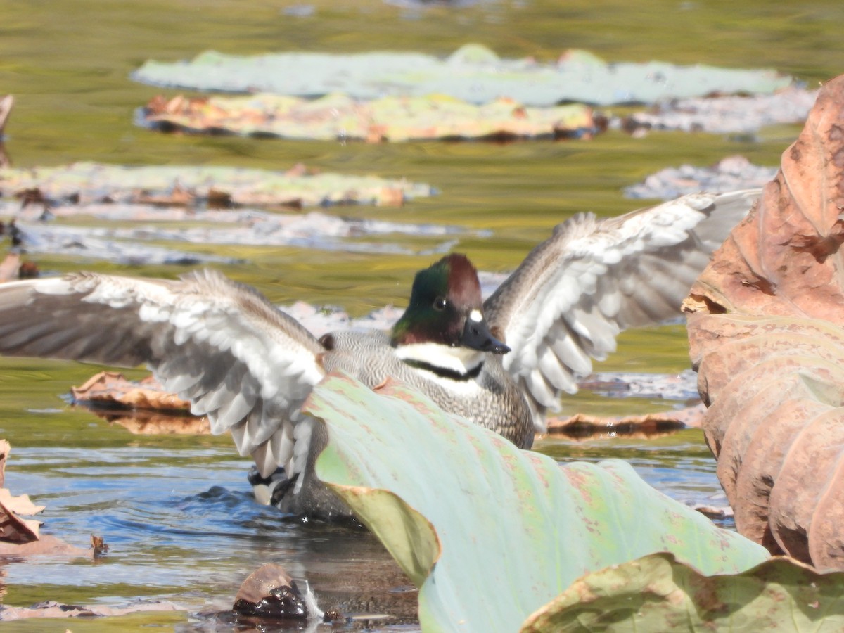 Качка далекосхідна - ML645827069