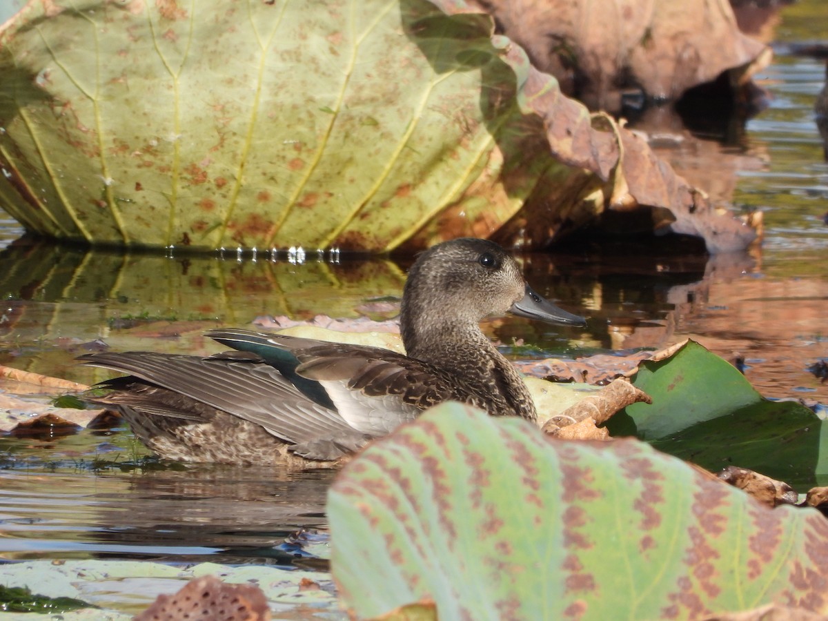 Качка далекосхідна - ML645827070