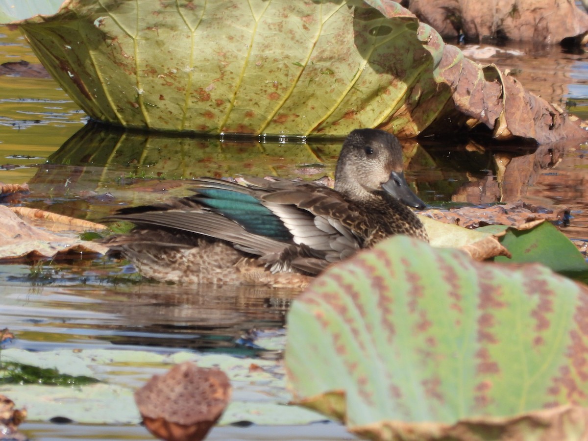 Качка далекосхідна - ML645827071