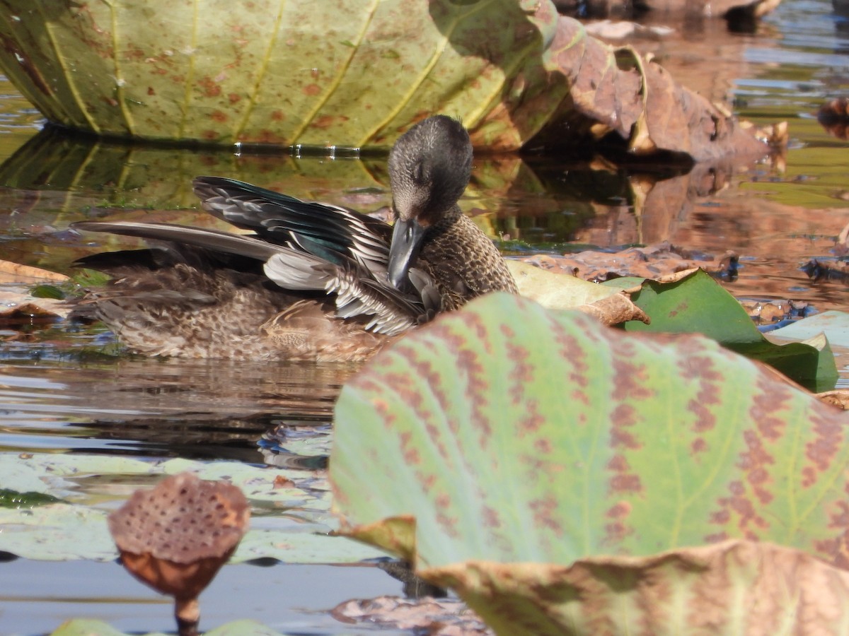 Качка далекосхідна - ML645827072