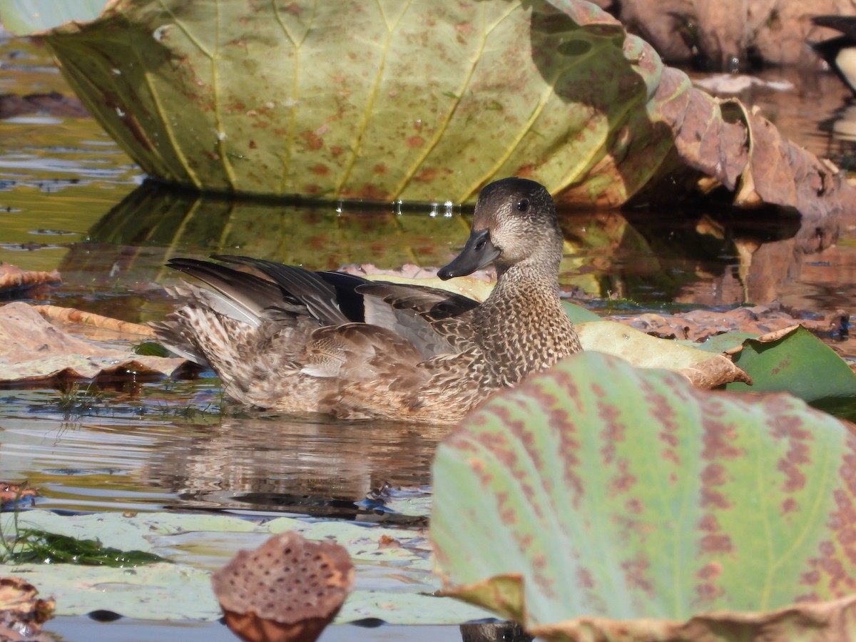 Качка далекосхідна - ML645827073