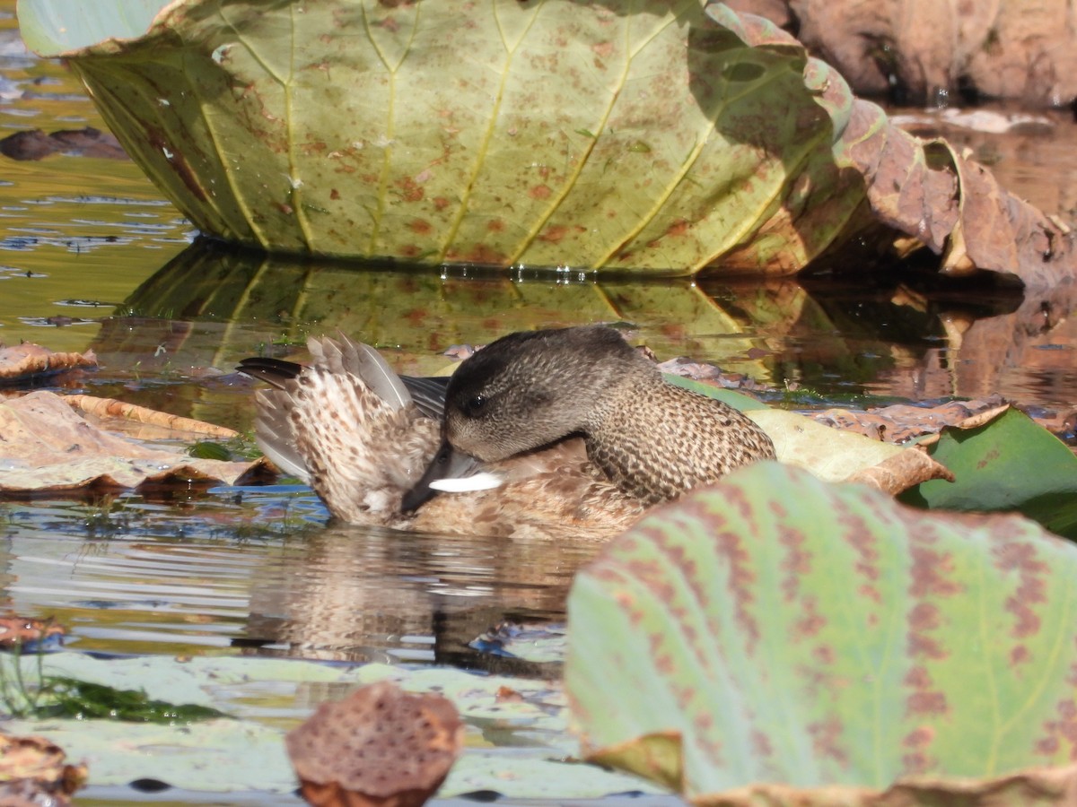 Качка далекосхідна - ML645827074