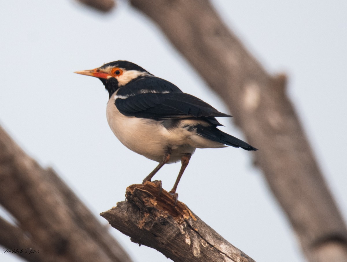 Indian Pied Starling - ML645827075