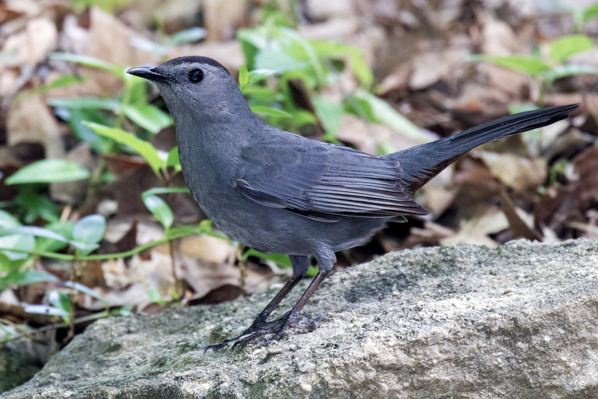 Gray Catbird - ML645827081