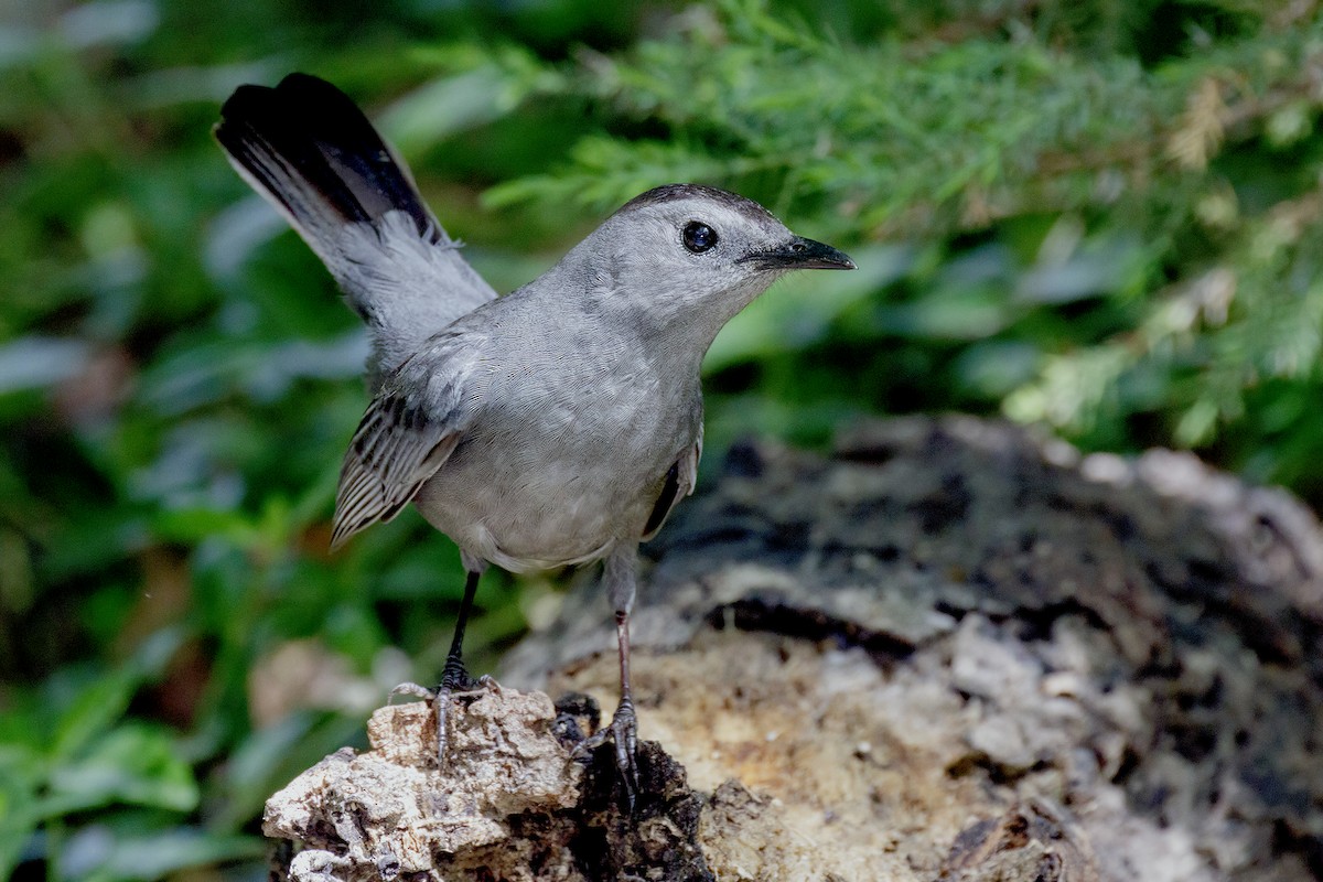 Gray Catbird - ML645827084