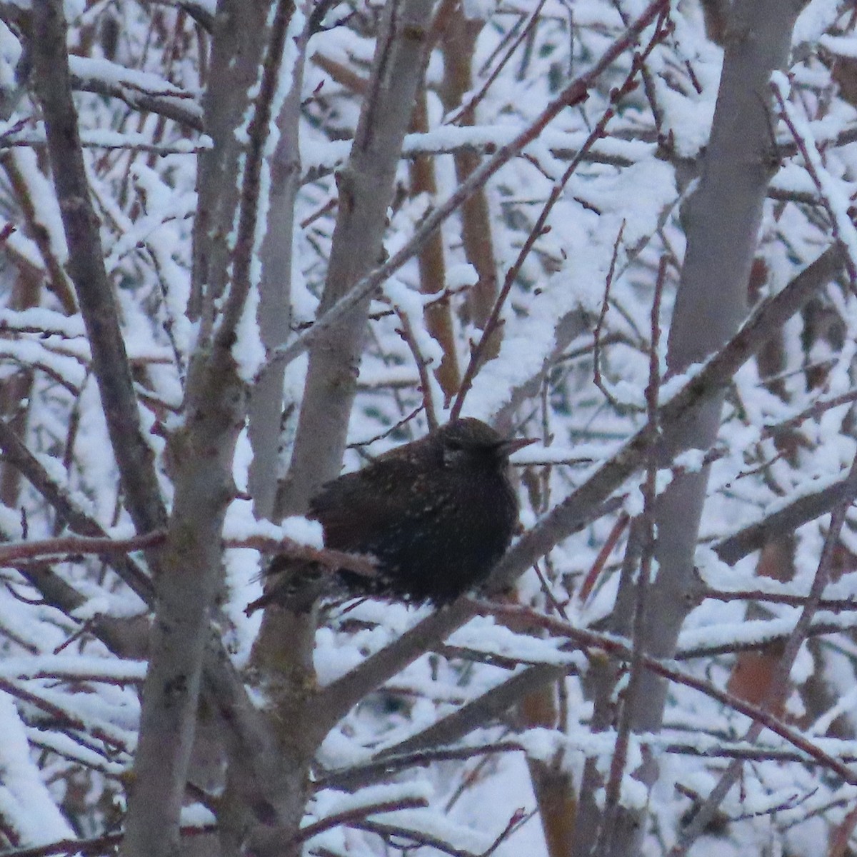 European Starling - ML645827085