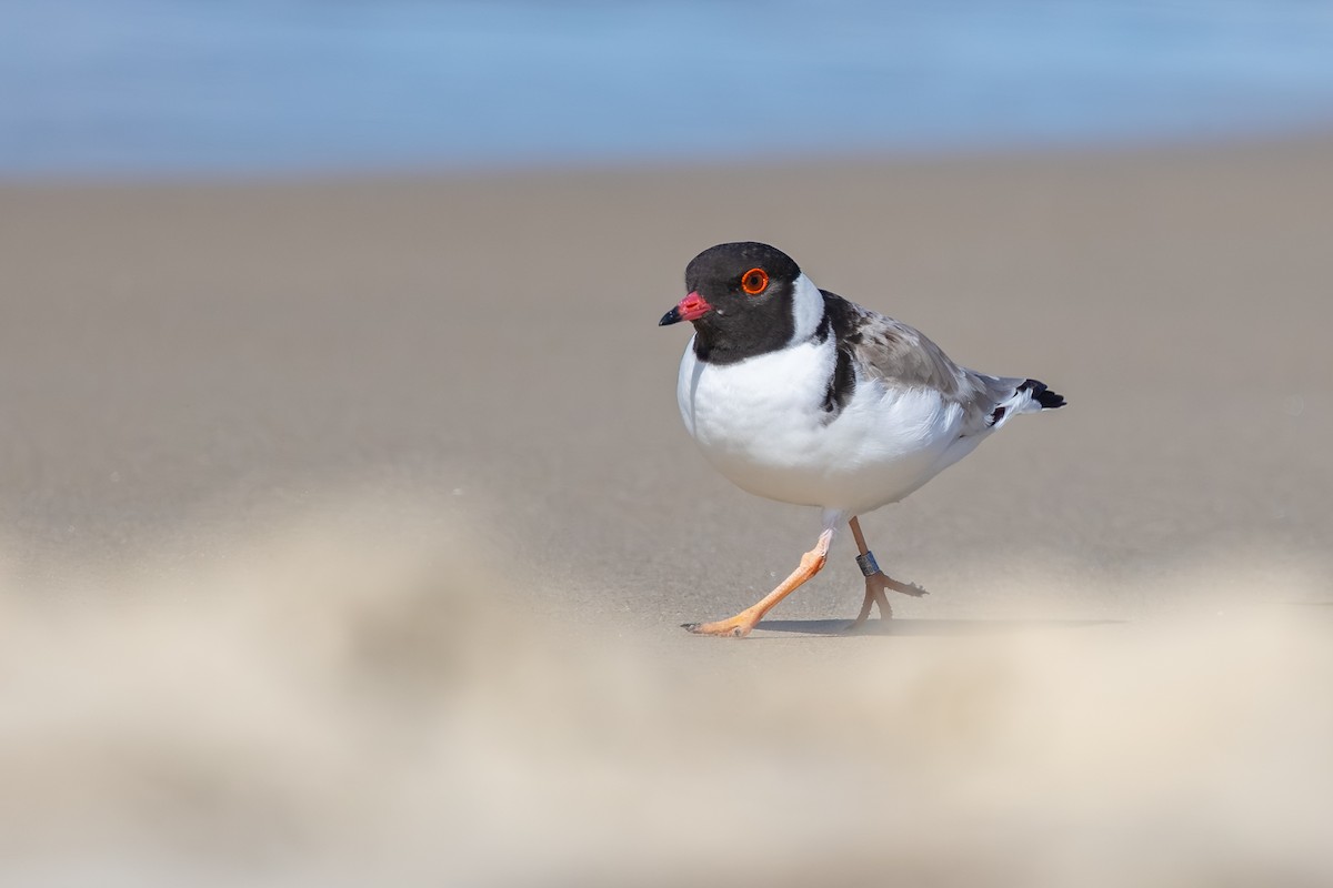 Hooded Plover - ML645827090