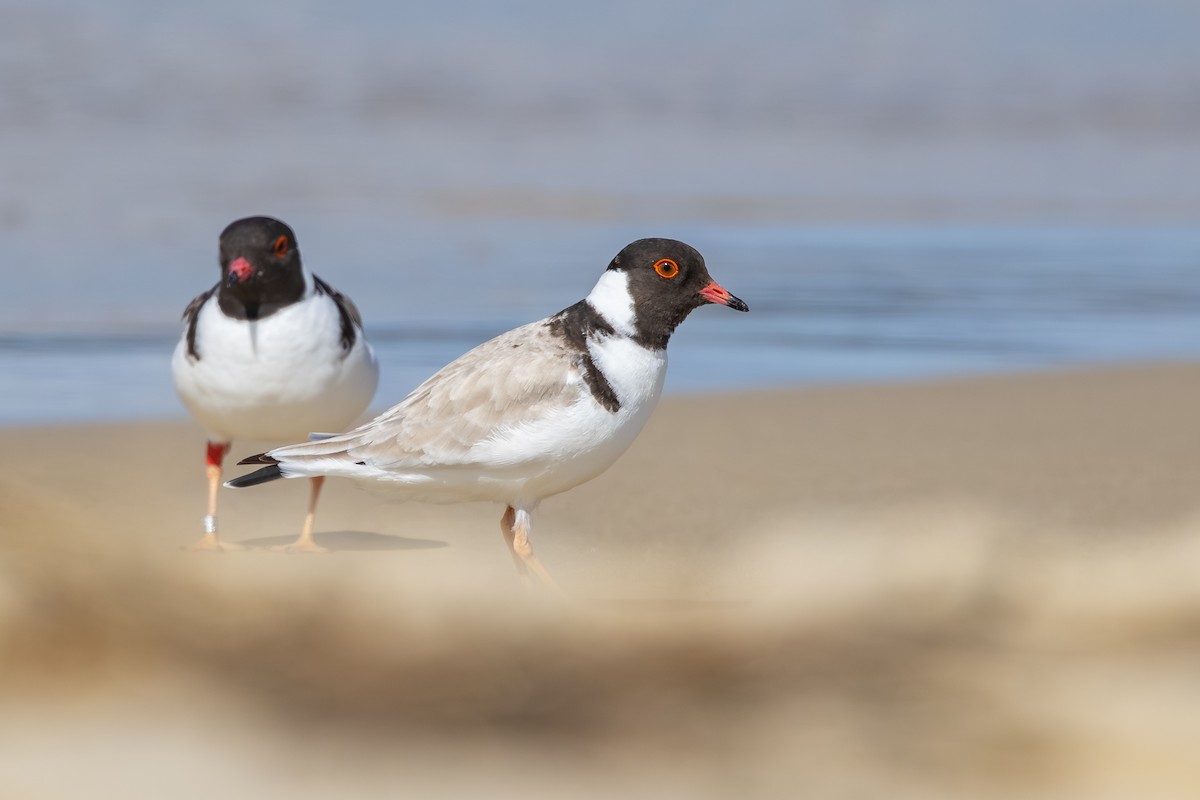 Hooded Plover - ML645827091