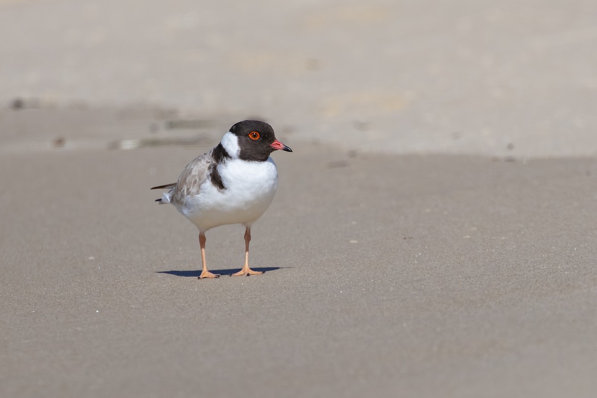 Hooded Plover - ML645827092