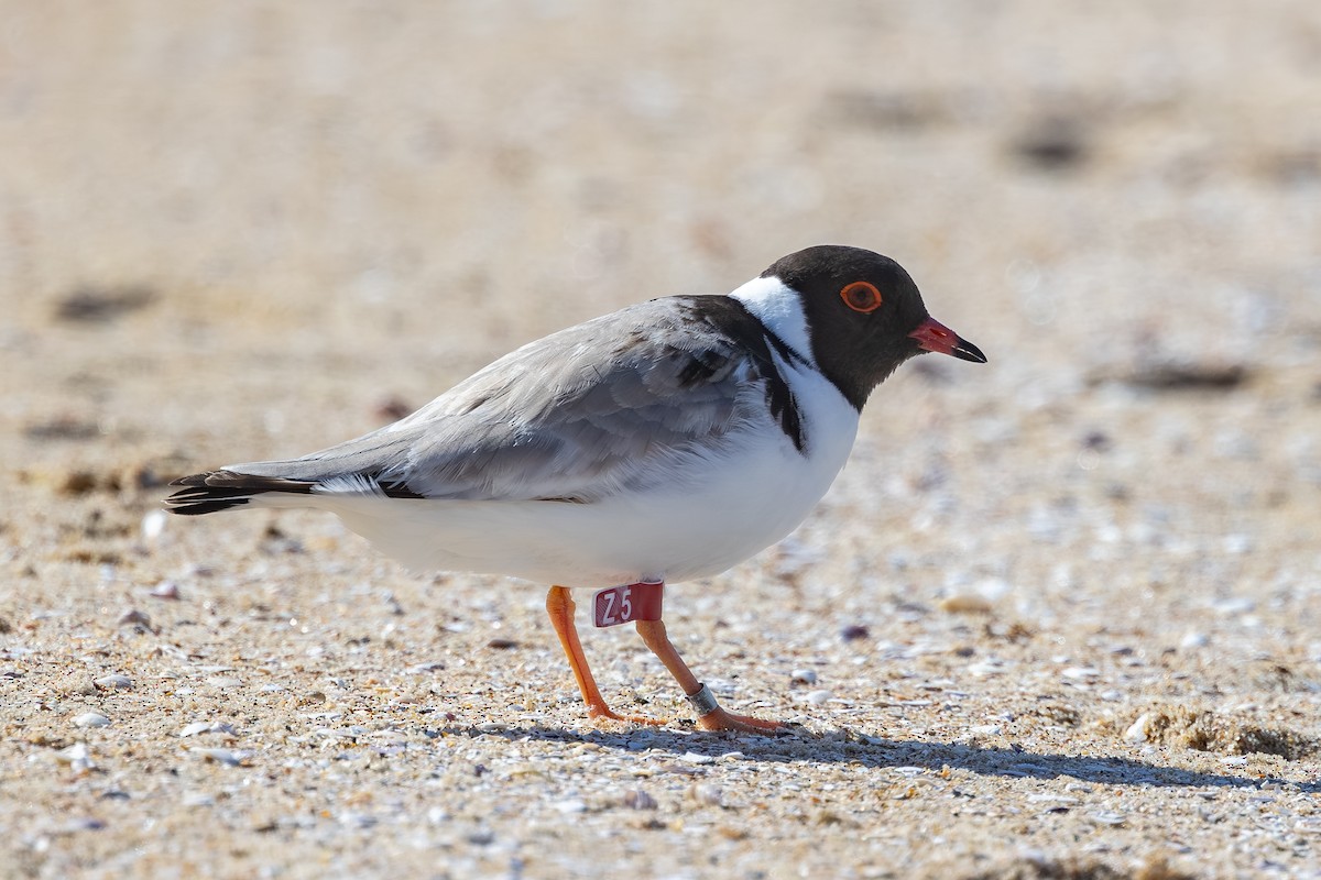 Hooded Plover - ML645827093