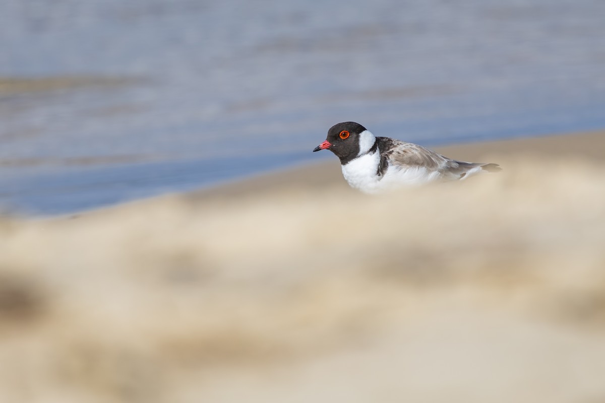 Hooded Plover - ML645827094
