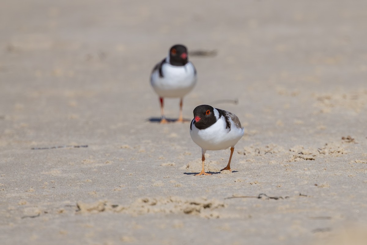 Hooded Plover - ML645827095