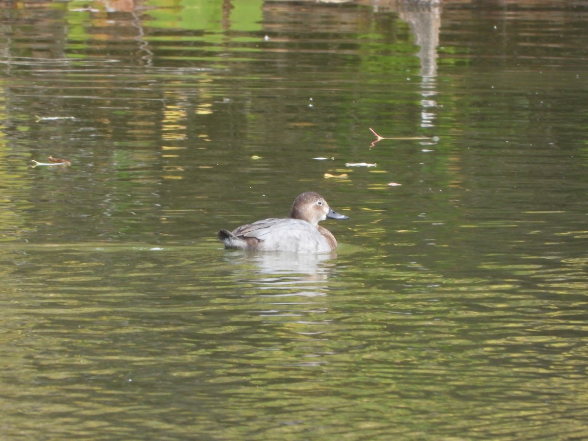 Попелюх звичайний - ML645827096