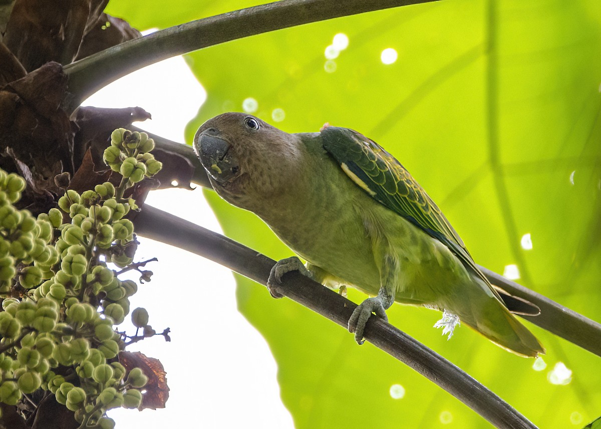 Blue-rumped Parrot - ML645827097