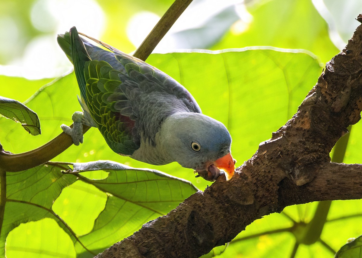 Blue-rumped Parrot - ML645827098
