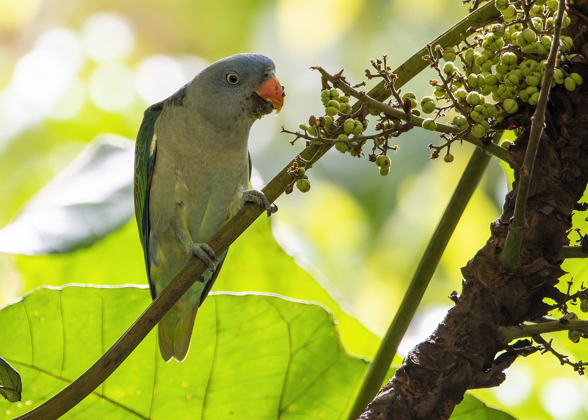 Blue-rumped Parrot - ML645827099
