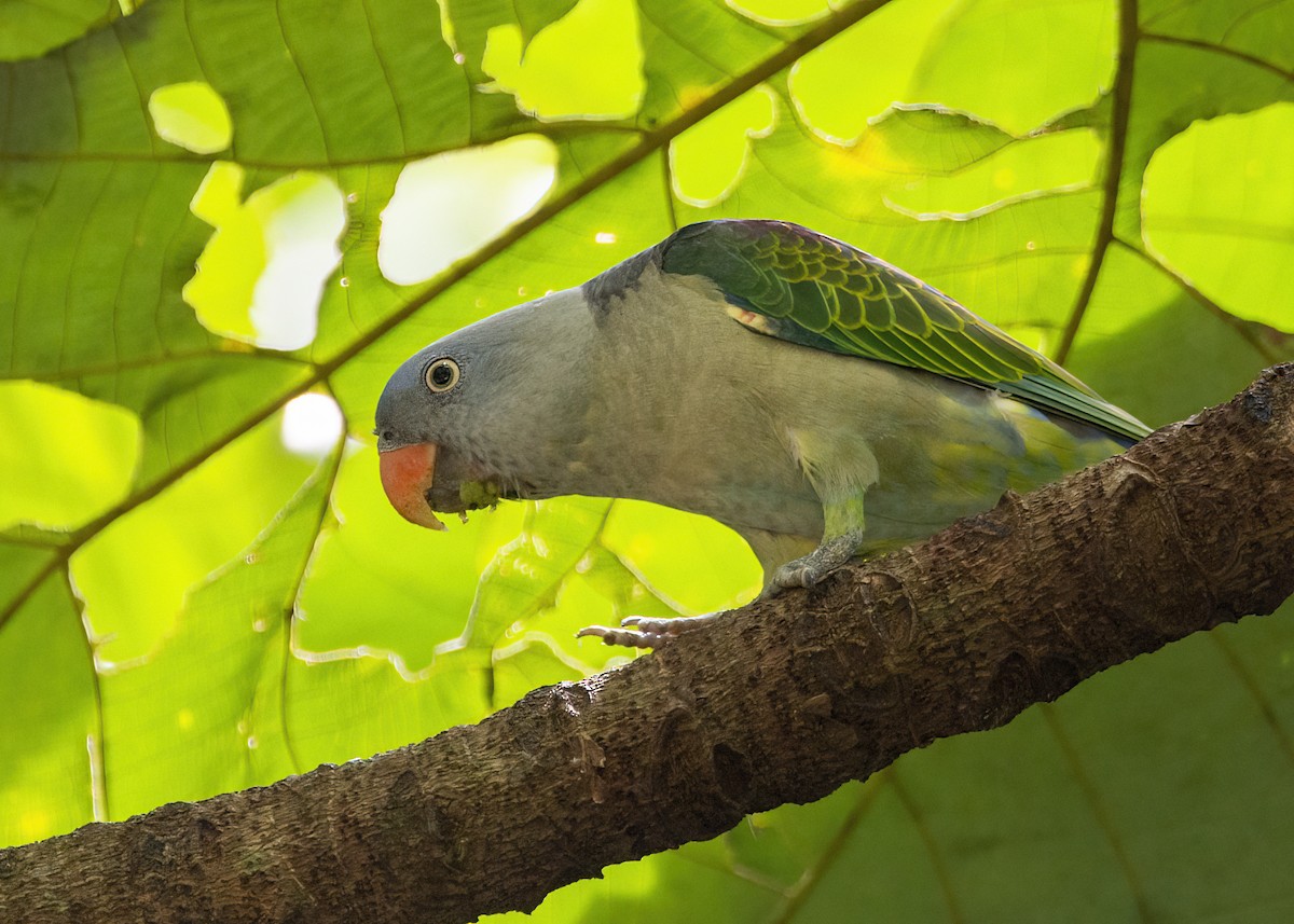 Blue-rumped Parrot - ML645827100