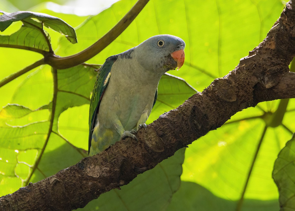 Blue-rumped Parrot - ML645827101