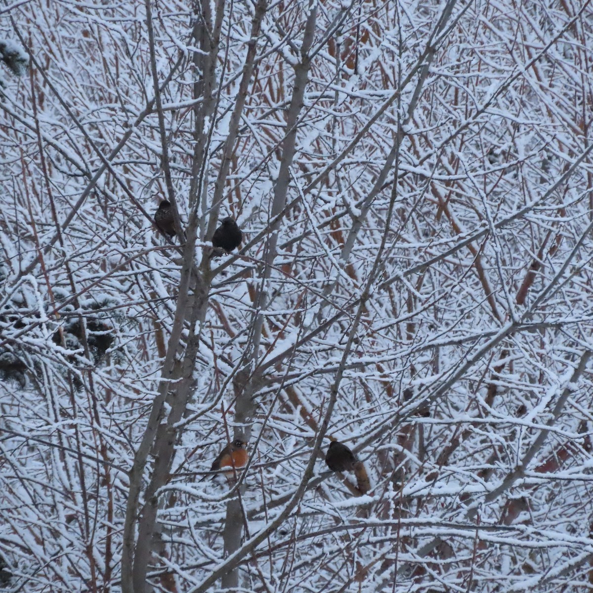 American Robin - ML645827102