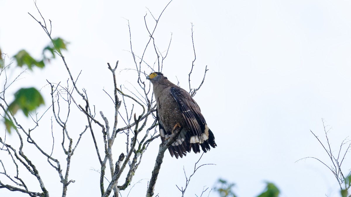 Crested Serpent-Eagle - ML645827106