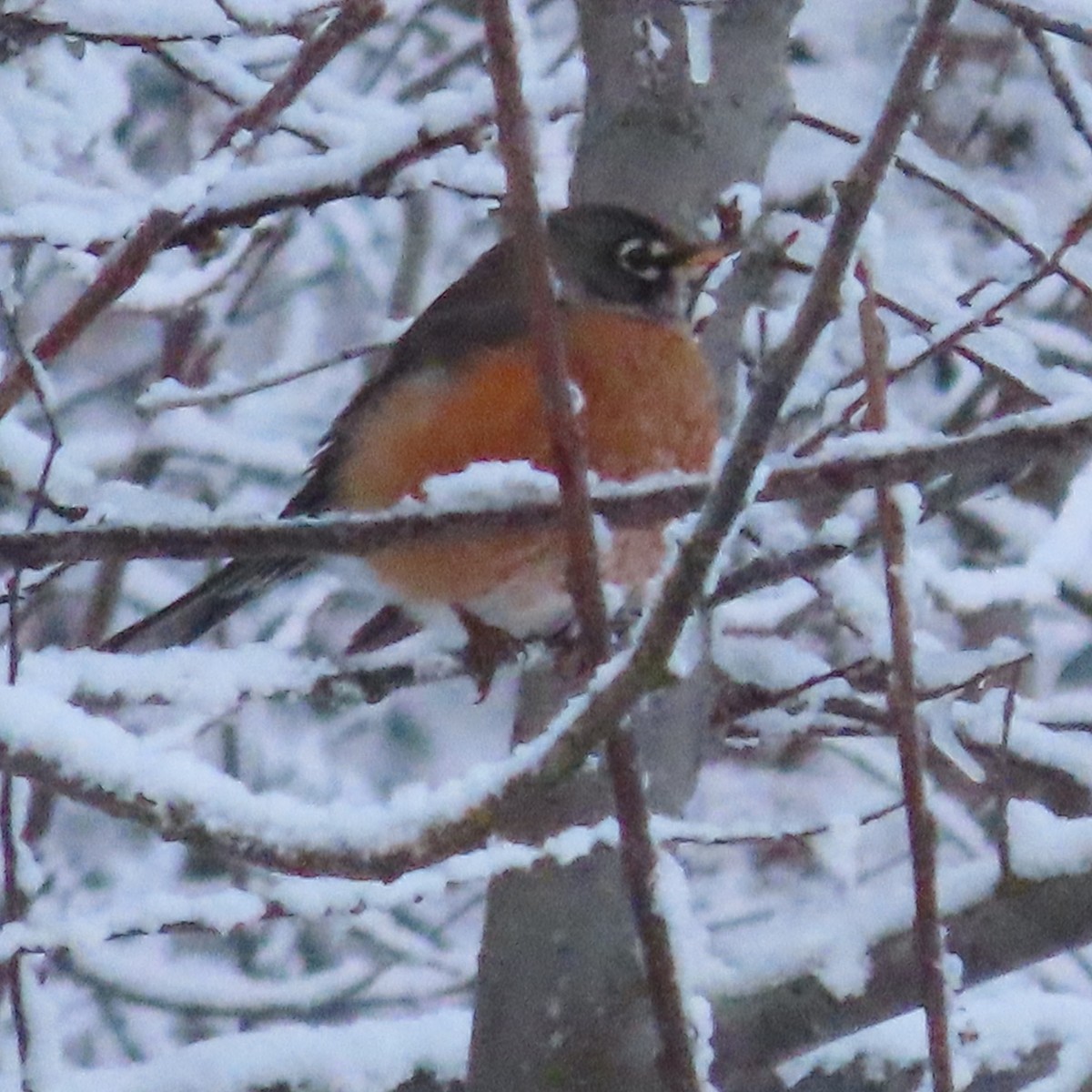 American Robin - ML645827110