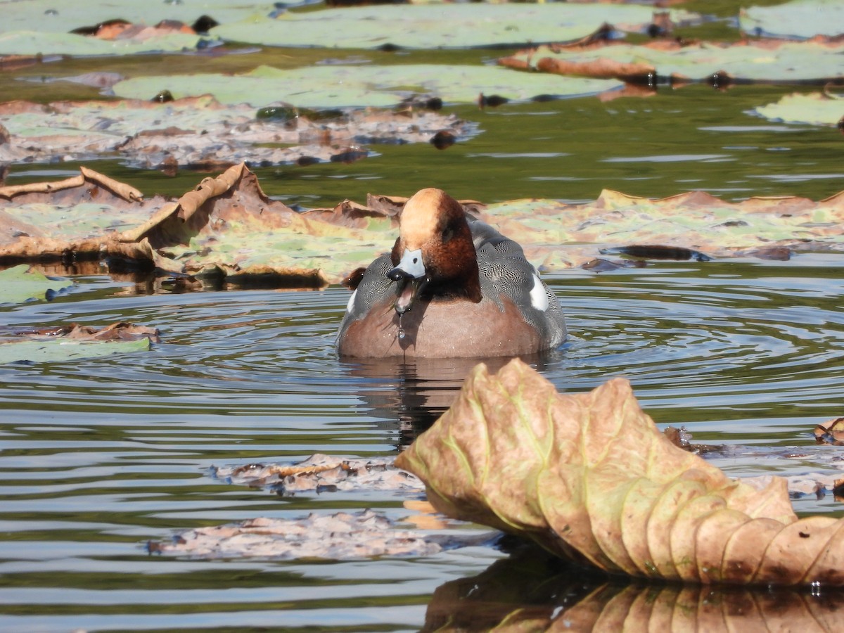 Свищ євразійський - ML645827111