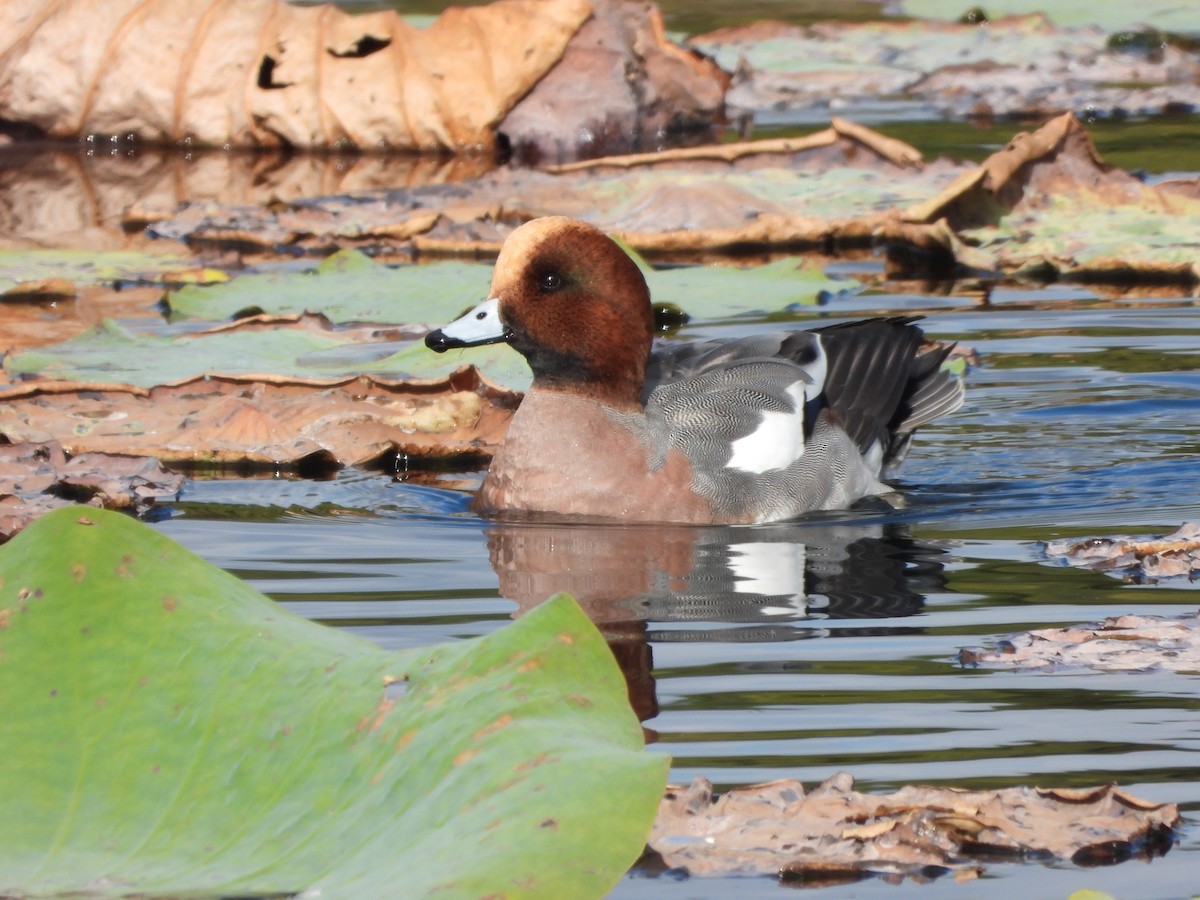 Свищ євразійський - ML645827112