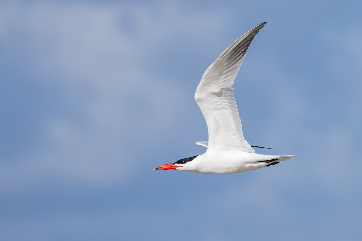 Caspian Tern - ML645827124