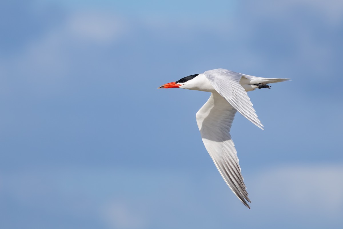 Caspian Tern - ML645827125