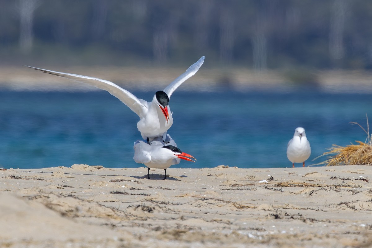 Caspian Tern - ML645827126