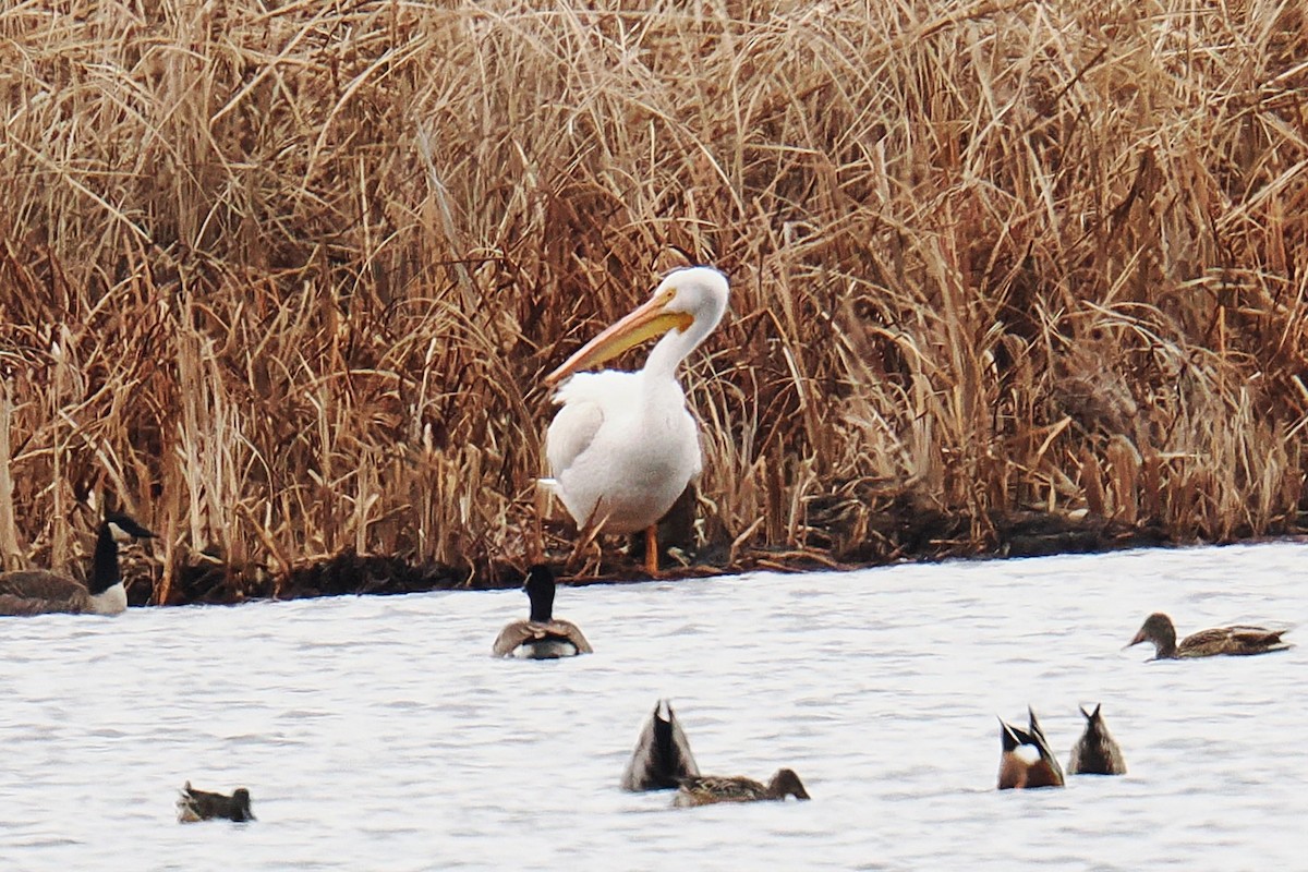 Amerika Pelikanı - ML645827128