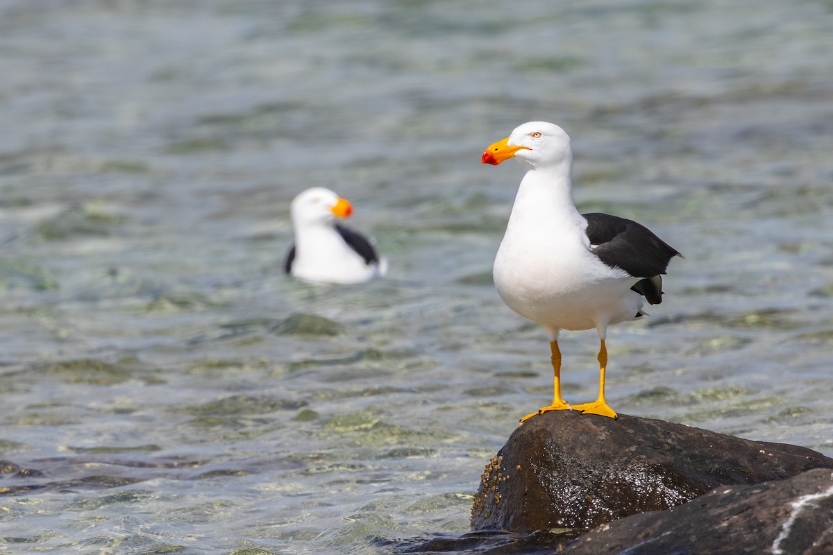 Pacific Gull - ML645827129