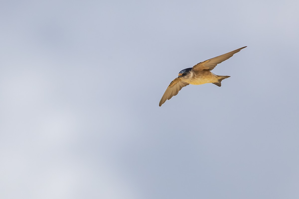 Tree Martin - ML645827136