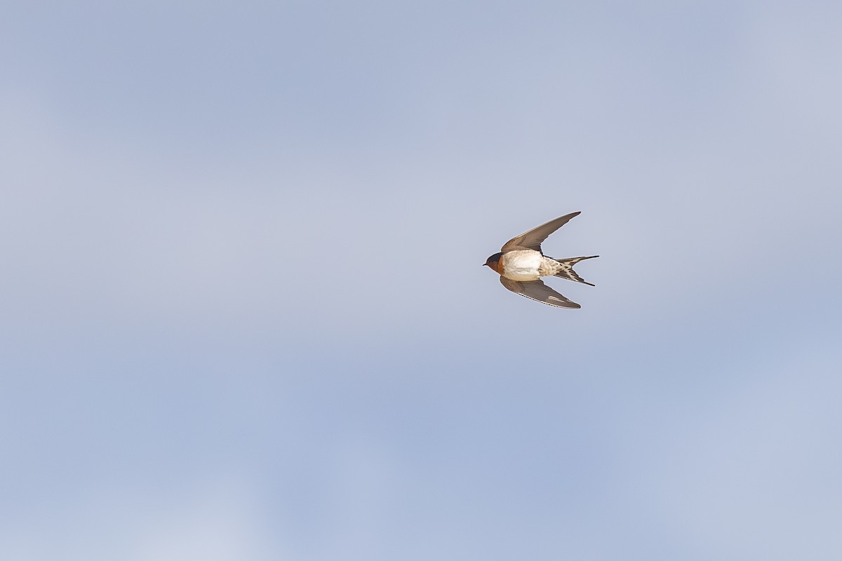 Welcome Swallow - ML645827138