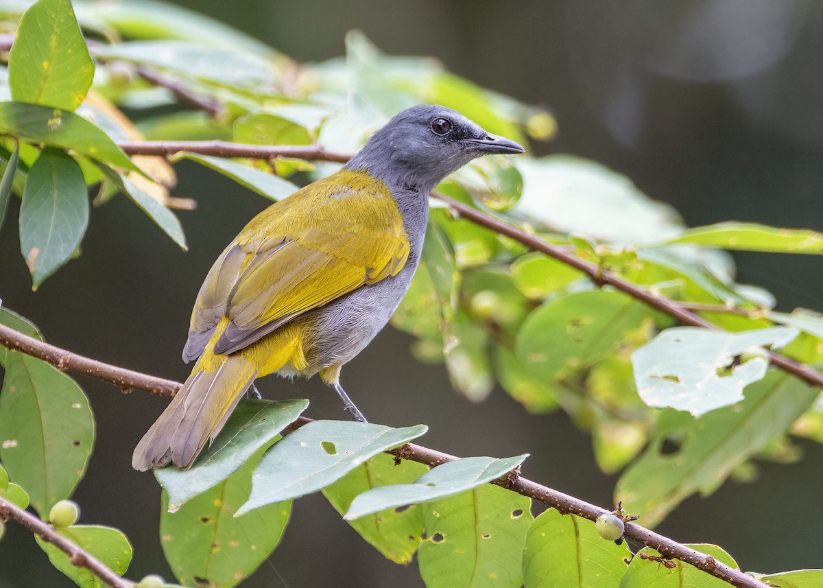 Bulbul Ventrigrís - ML645827144