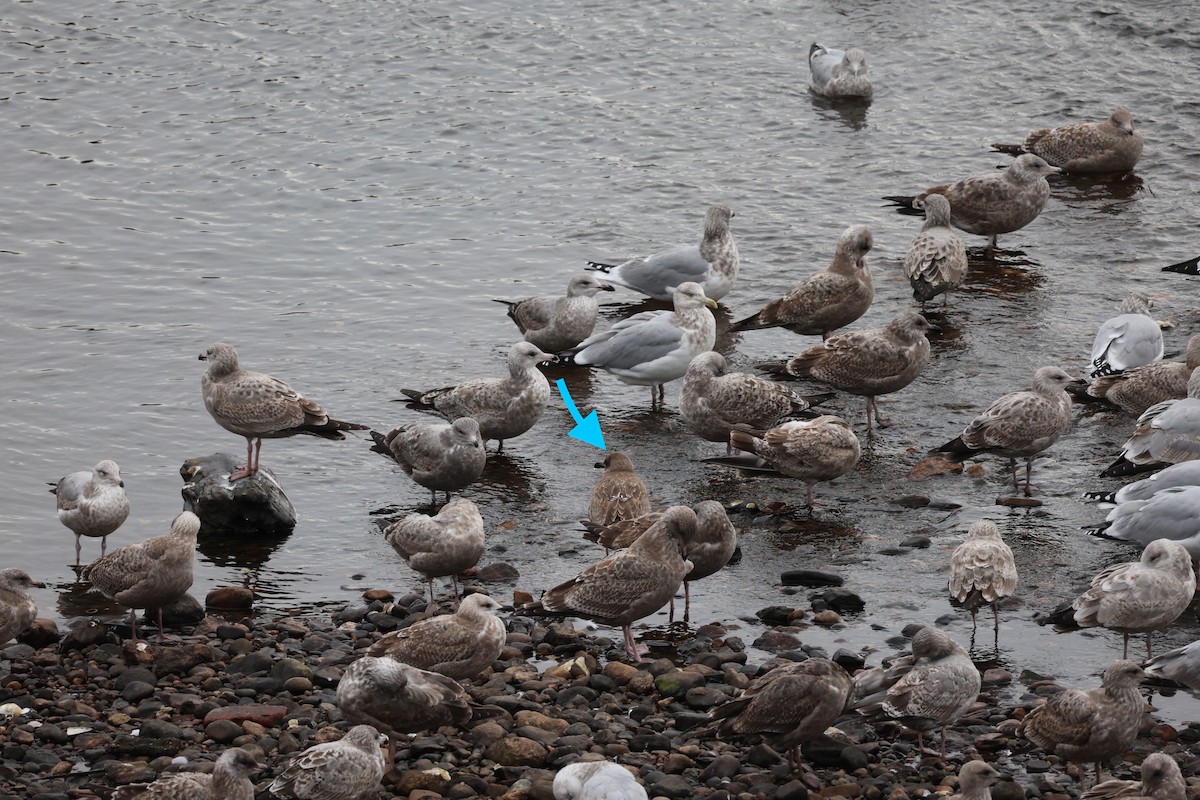ub. måke (Larinae sp.) - ML645827147