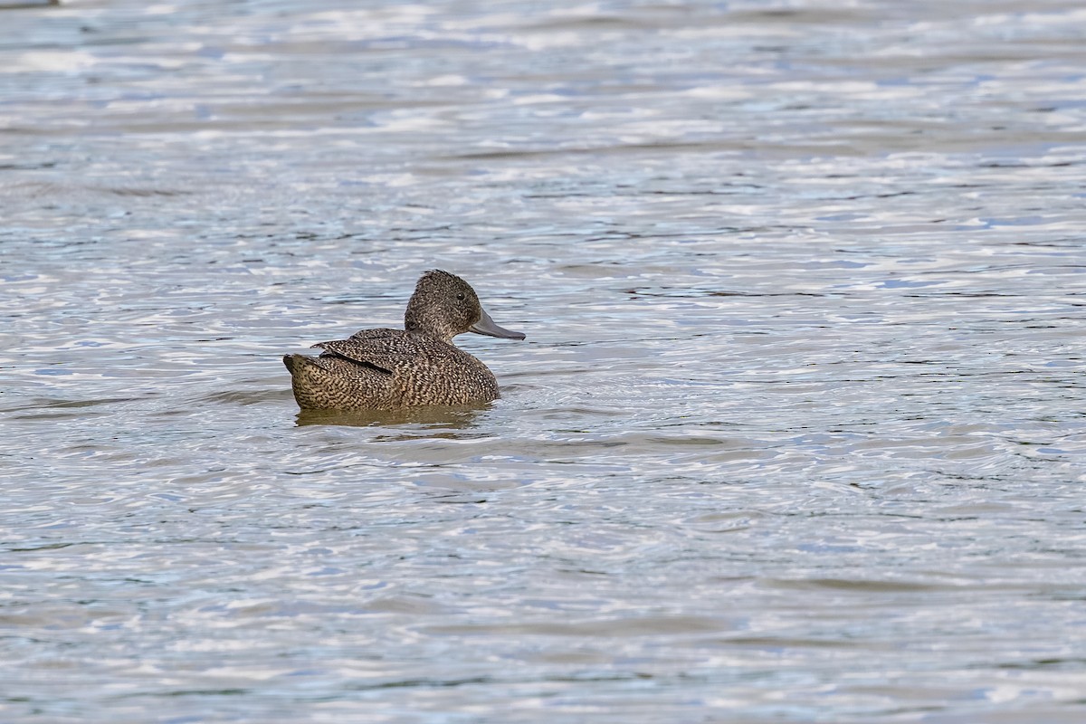 Freckled Duck - ML645827149