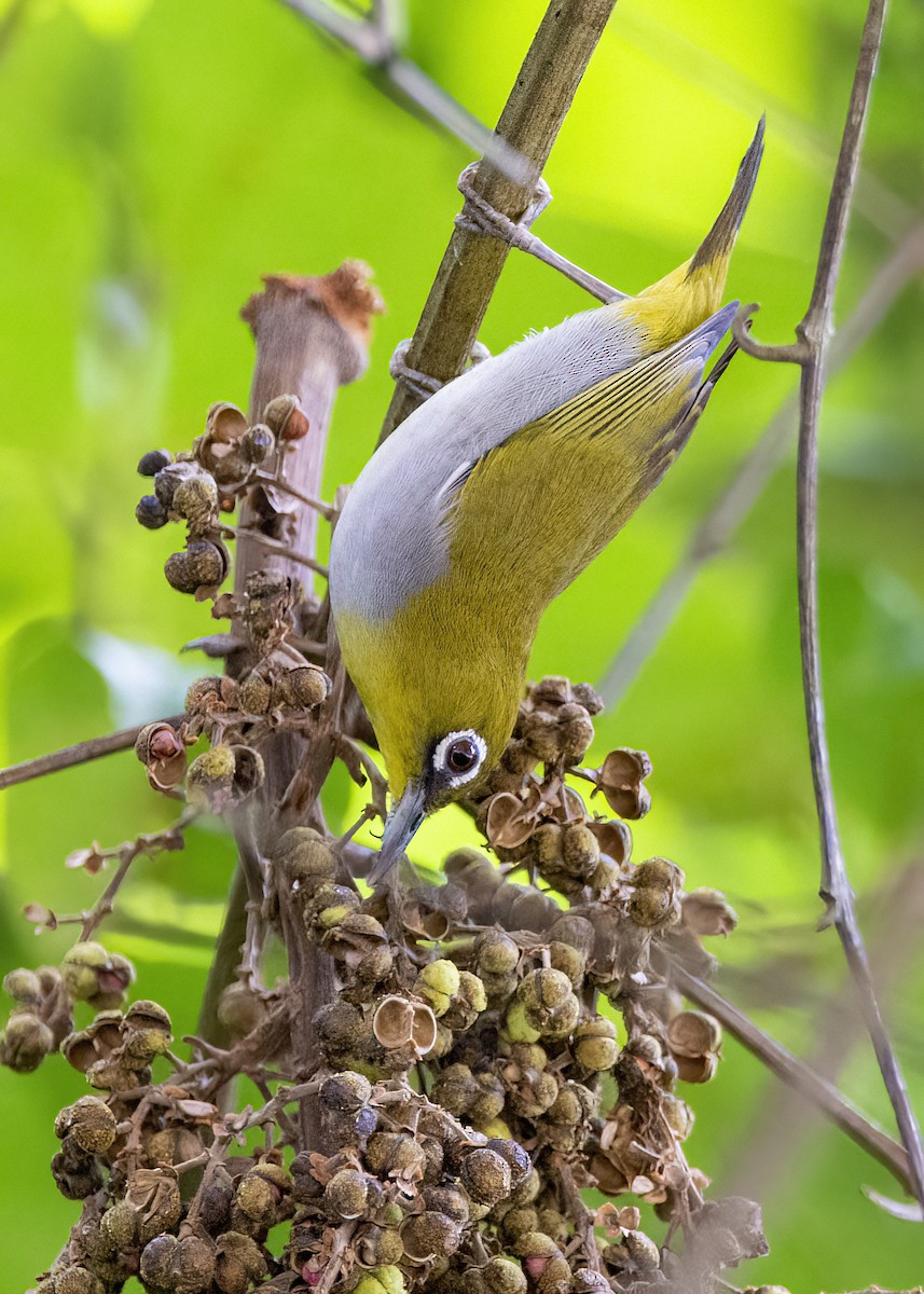 Окулярник малазійський - ML645827153