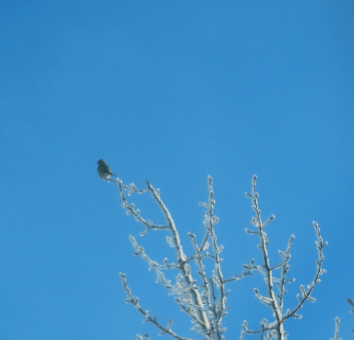 Northern Shrike - ML645827157