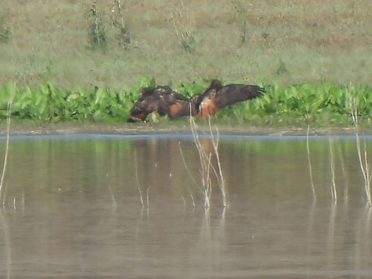 アカオノスリ - ML645827159