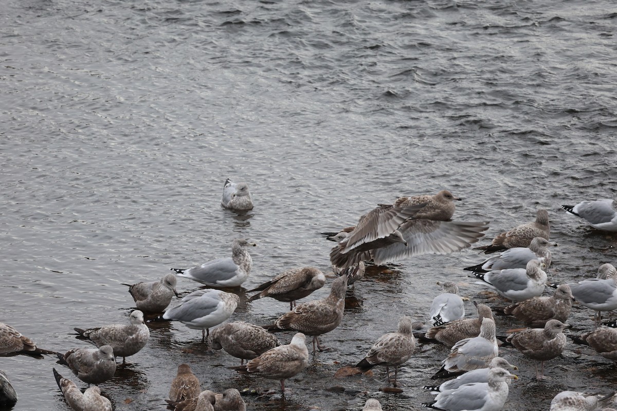 amerikagråmåke - ML645827164