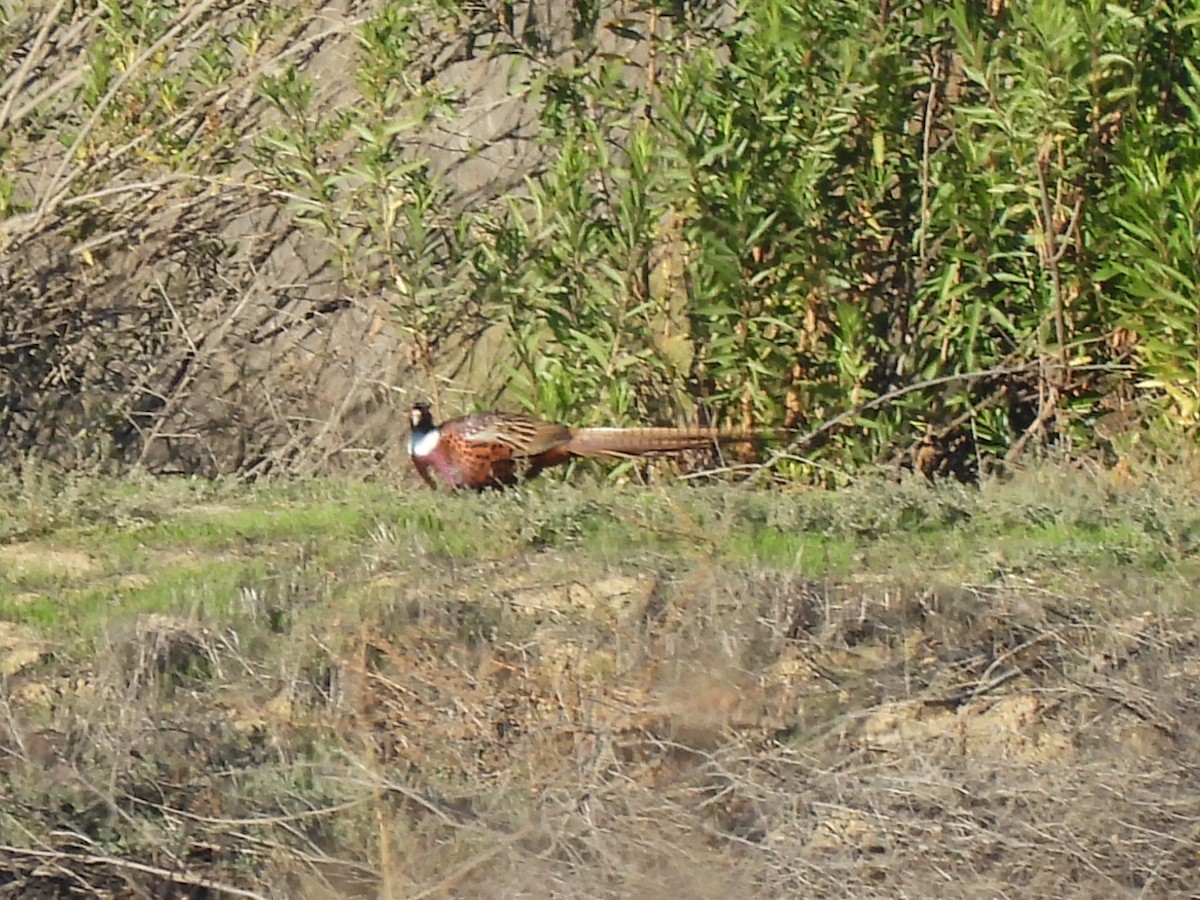 コウライキジ - ML645827165